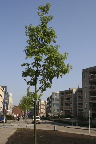 Vierbomen op 16 april 2009 (doorkijkje Paradijslaan)